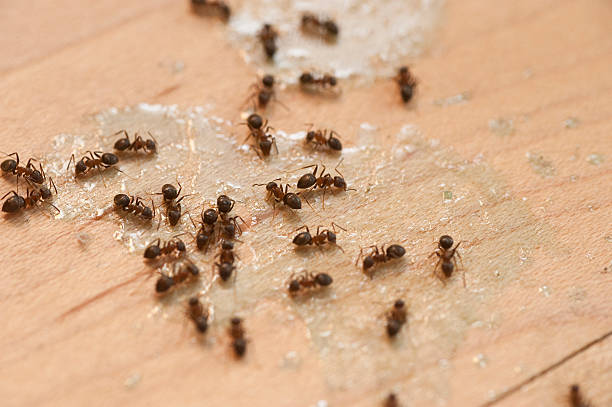 Best Pest Removal Services  in Haverford College, PA